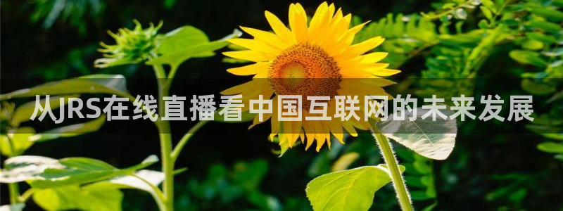 火凤足球直播免费观看