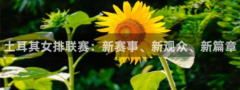 火凤足球直播免费观看全部：土耳其女排联赛：新赛事、新观众、新篇章